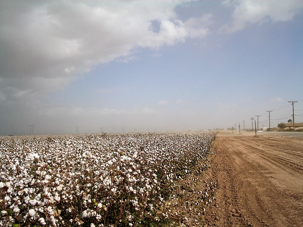 ariz29