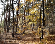 autumn 19 Silver wood