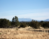 arizona (204)